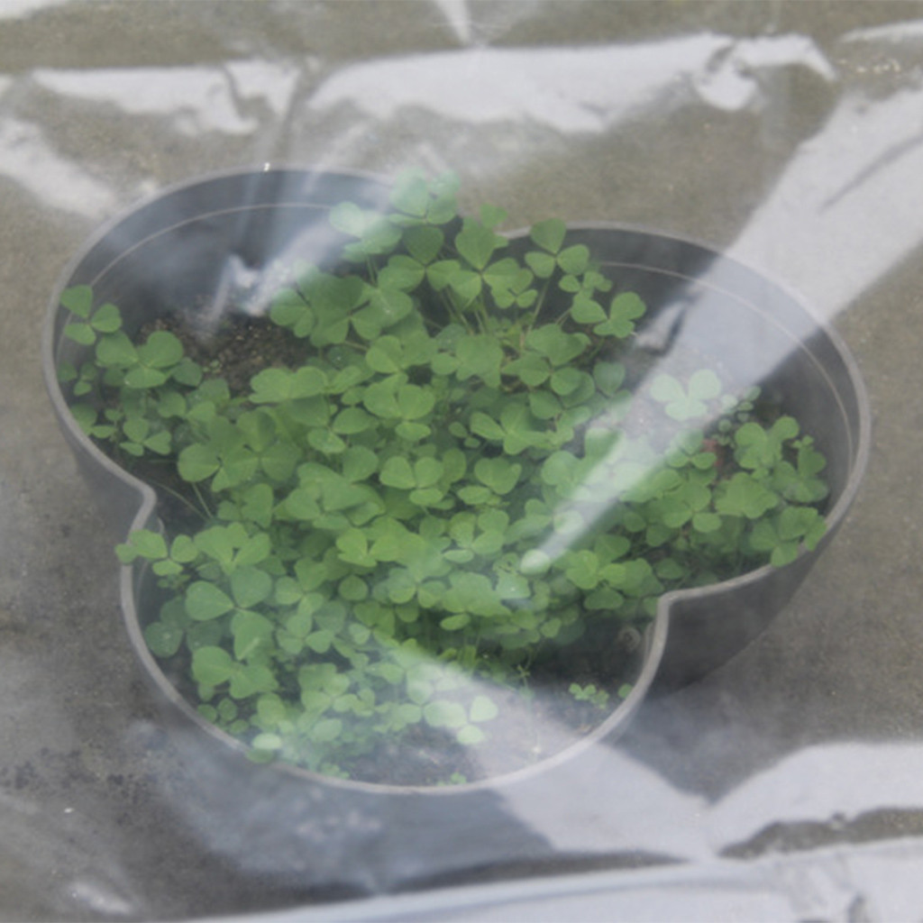 โรงเรือนปลูกผักแบบโปร่งใส  หลั - Greenhouse Plastic Film บทวิจารณ์และราคา